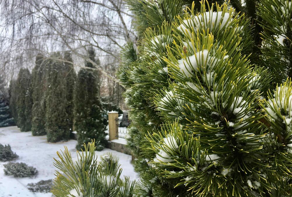 Озвучены цены на новогодние елки: где купить легально и недорого в разных областях