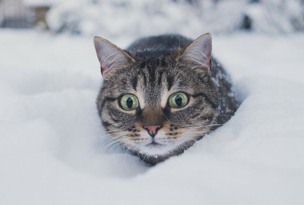 В Україні різко похолодає та піде сніг: прогноз погоди