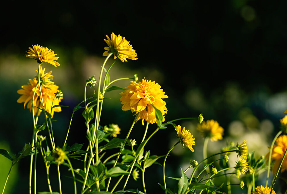 Какая погода ждет украинцев в июне
