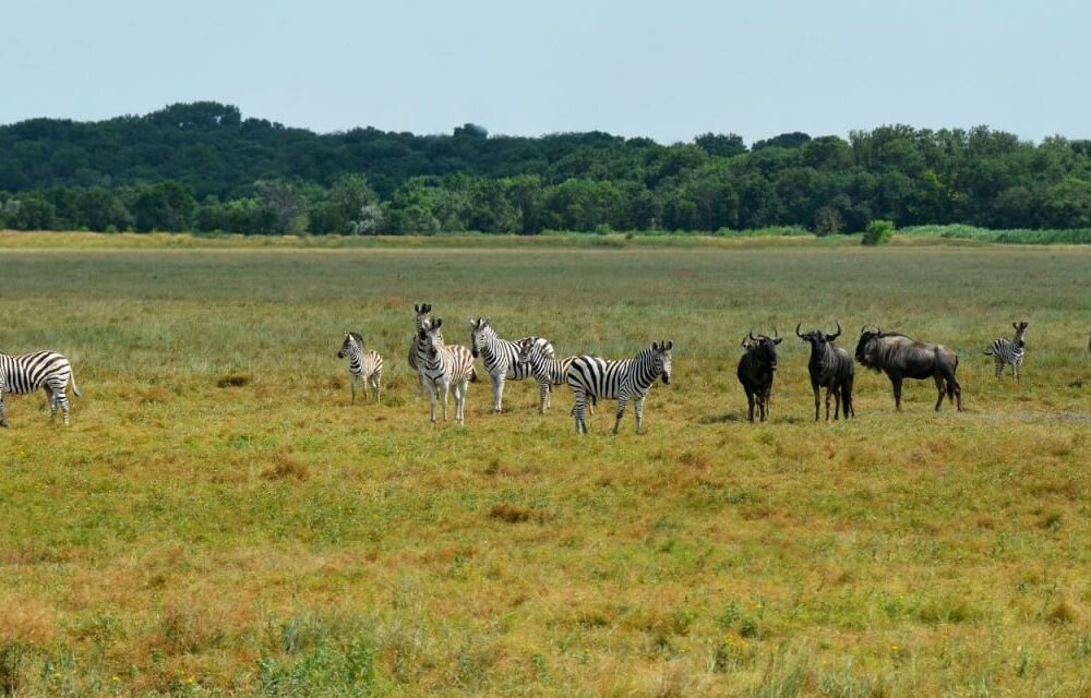 Асканія-Нова відкриє філію на Одещині 
