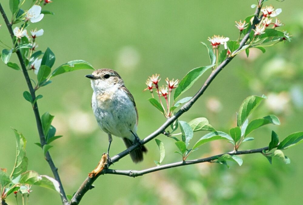 Прогноз погоди в Україні: синоптики обіцяють потепління і дощ