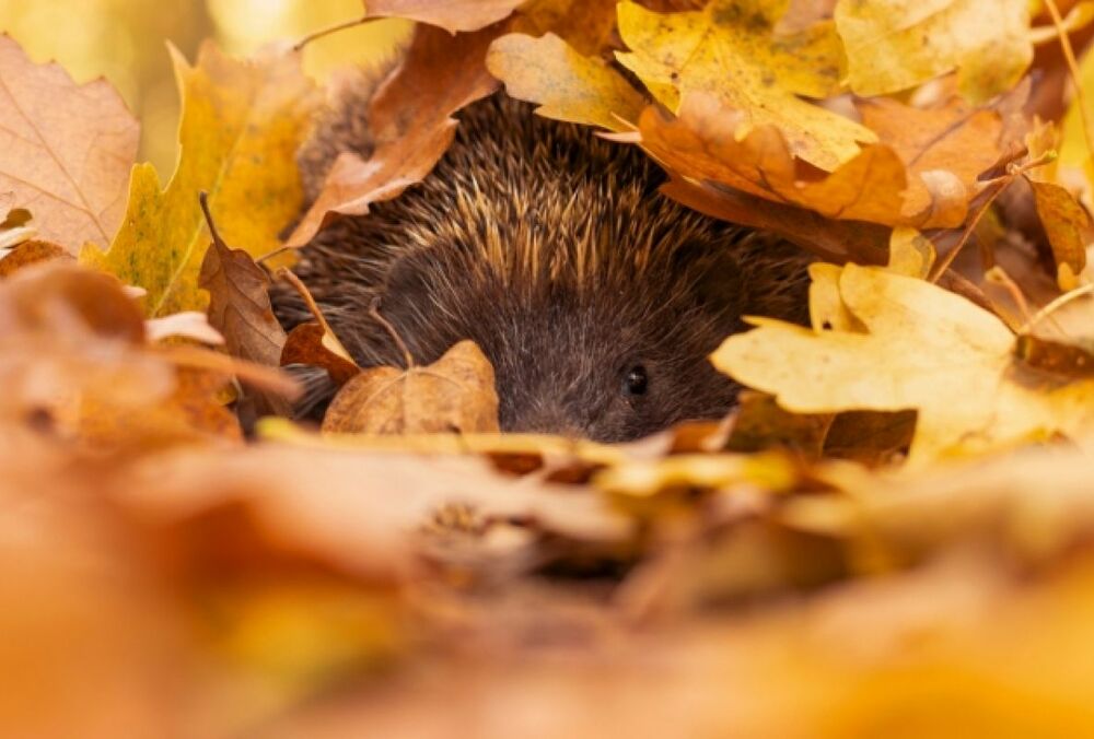 В Україні різко похолодає: прогноз синоптиків на неділю