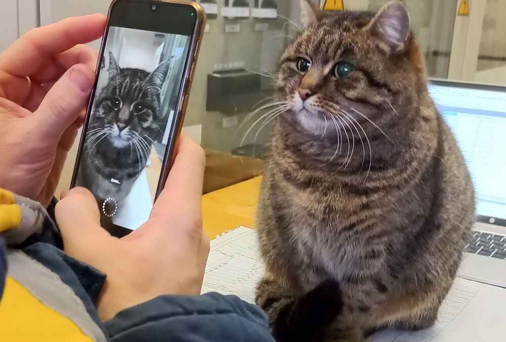 Энергетики показали талисман подстанции - кошку, которая предчувствовала ракетный удар Энергетики показали талисман подстанции - кошку, которая предчувствовала ракетный удар