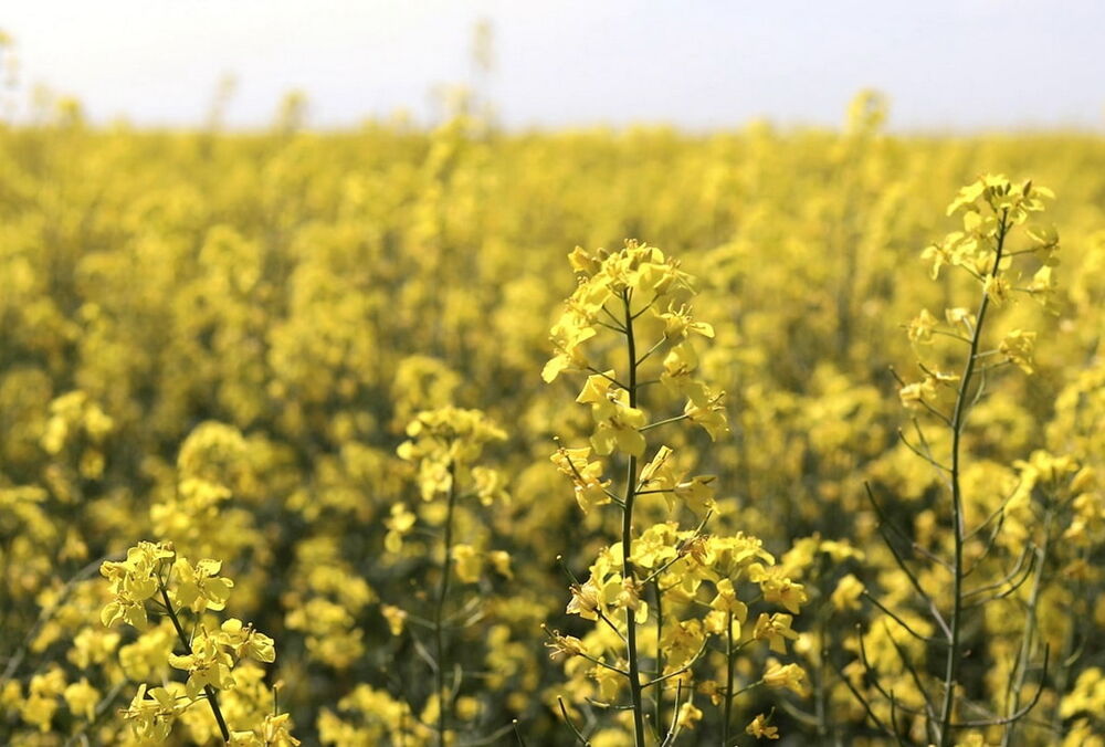 Румыния остановила импорт украинской сельхозпродукции