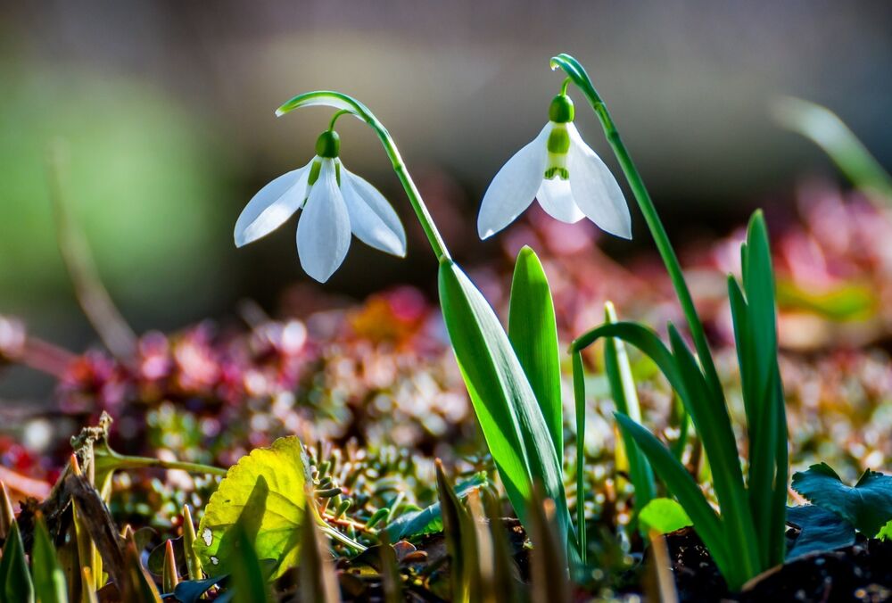 Климат в Украине стремительно меняется: январь стал самым теплым и бесснежным в истории Климат в Украине стремительно меняется: январь стал самым теплым и бесснежным в истории