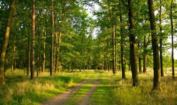 Предприятия лесной сферы заканчивают год со 145-миллионной прибылью