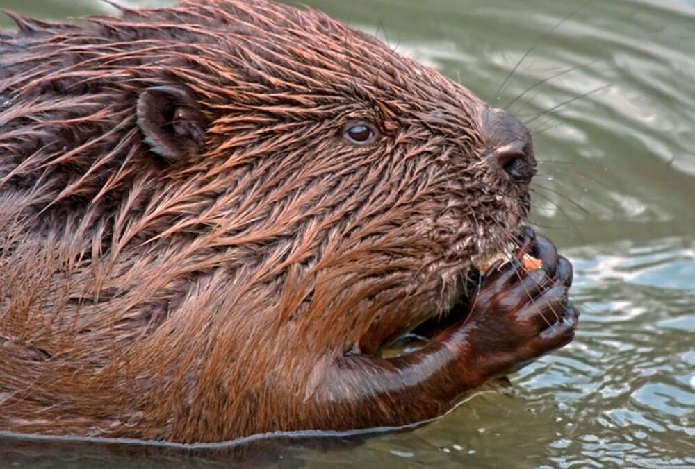 Жительницу Житомирщины покусал бешеный бобер