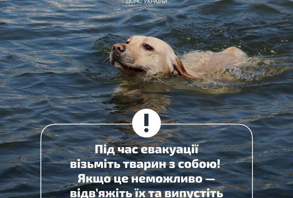 Люди рятують тварин, плавають будинки: що відбувається зараз у Херсонській області