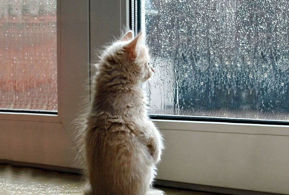 Погода в Україні: хто зможе погрітися на сонечку