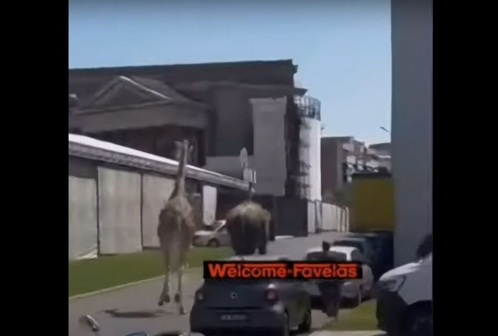 В Риме со съемочной площадки сбежали слон и жираф: видео