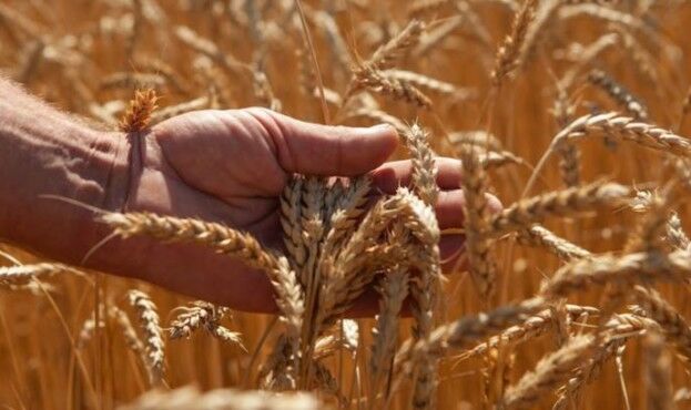 Урожай-2020: названы 5 областей с самой плохой урожайностью