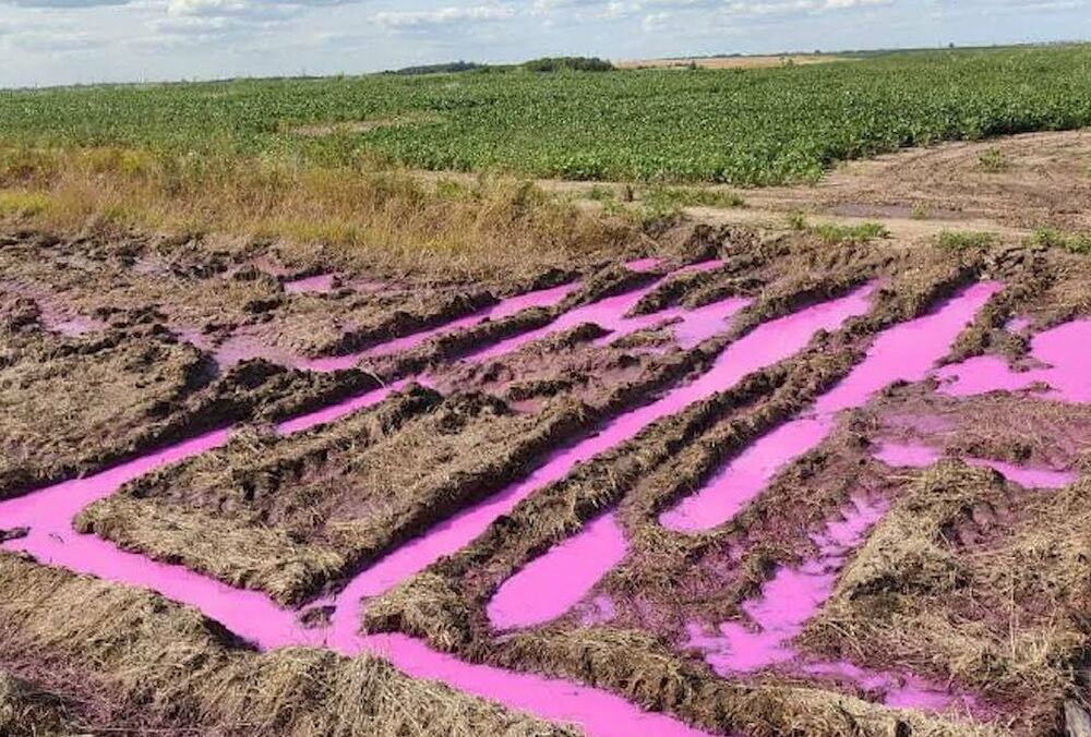 Розовые лужи возле Ровно: результаты расследования - ВИДЕО