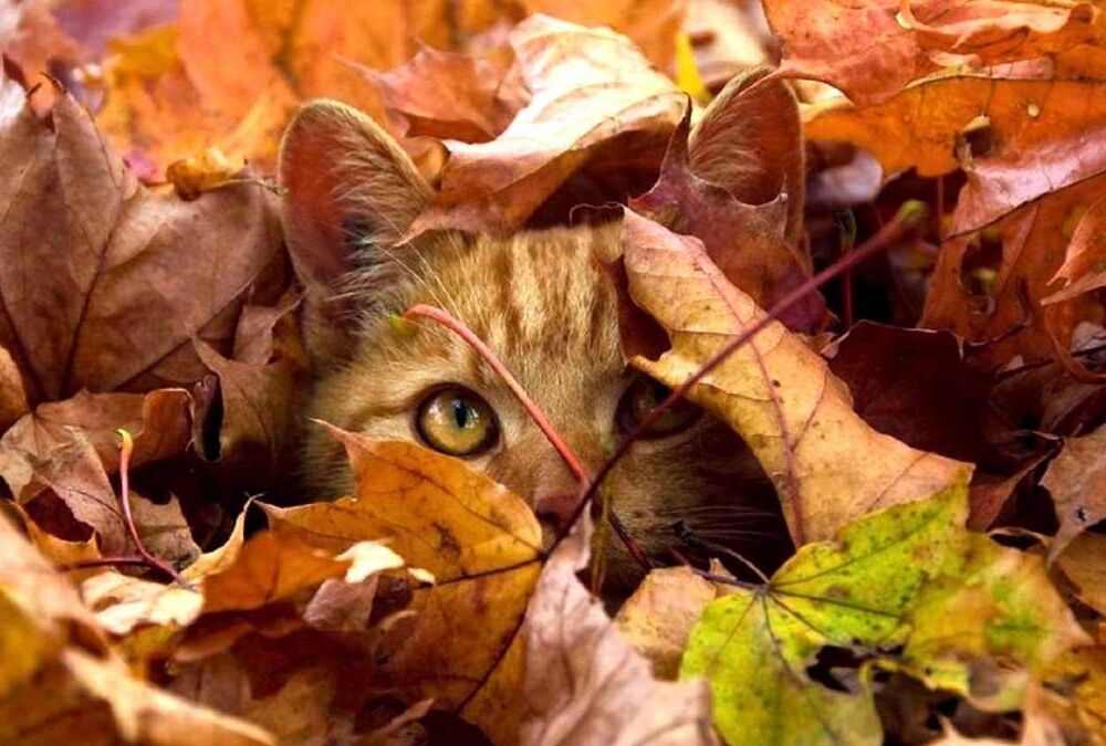 Инфографика: сколько выходных получат украинцы в октябре Инфографика: сколько выходных получат украинцы в октябре