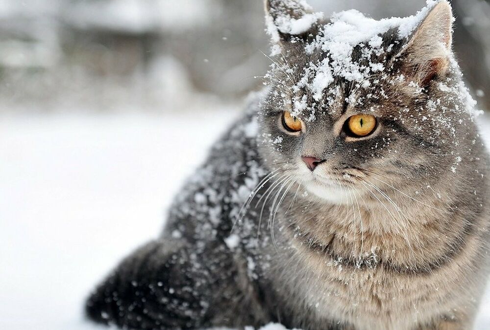 Погода в Україні: де на свято Святого Миколая піде сніг