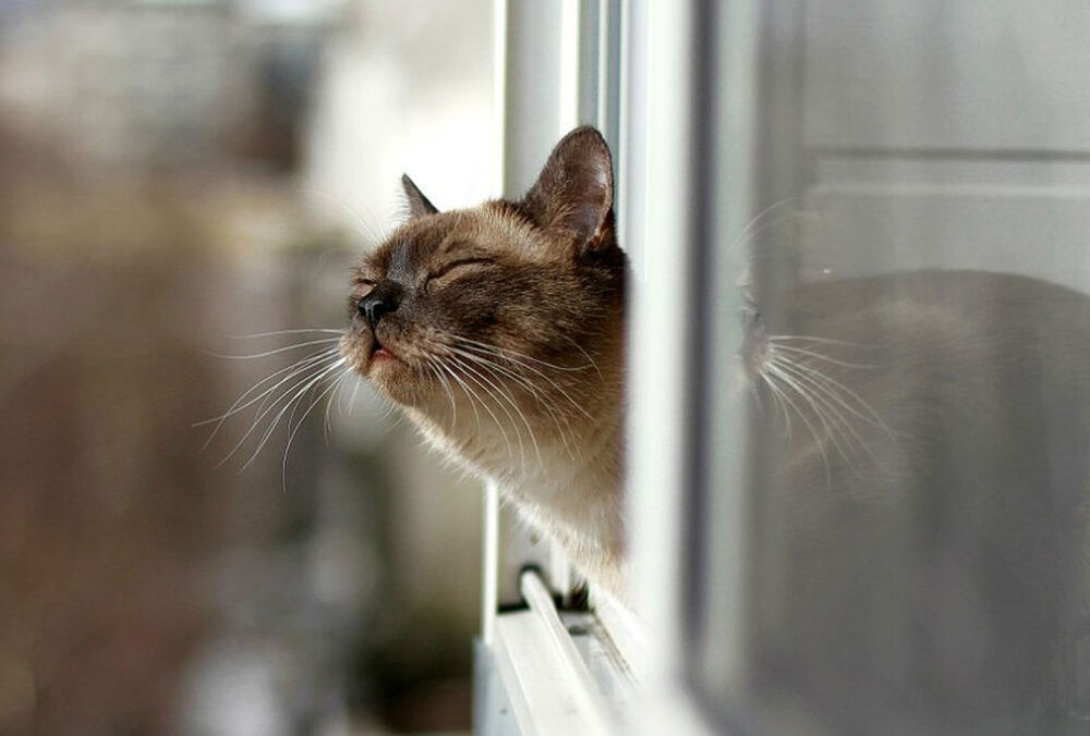 Бабине літо посеред зими: синоптик розповів, якої погоди чекати в грудні