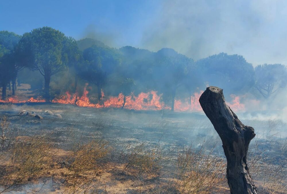 Турцию снова охватили лесные пожары Турцию снова охватили лесные пожары