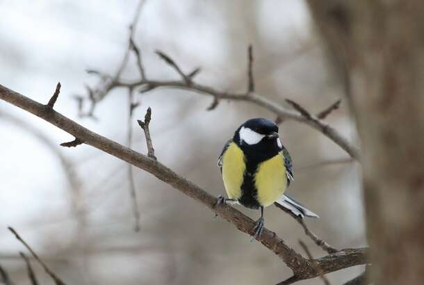 Погода в Украине: где ударят самые сильные заморозки