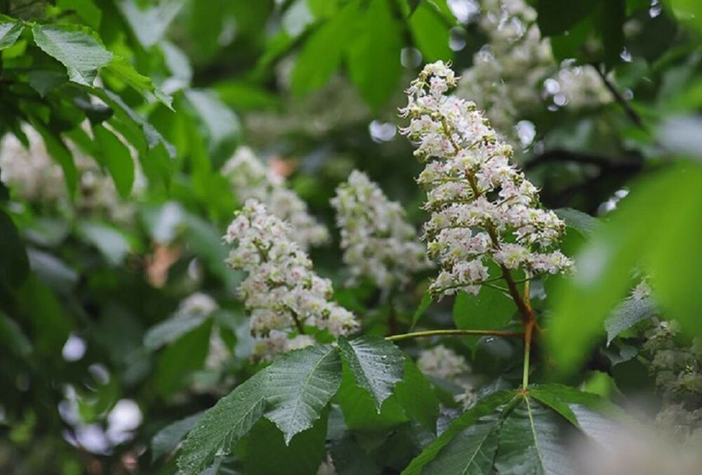 Прогноз на выходные: в Украину пришло похолодание