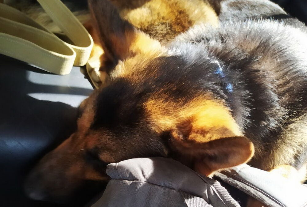 Мужчина с овчаркой три дня шел из Херсона в Одессу: россияне убили его семью и разрушили дом