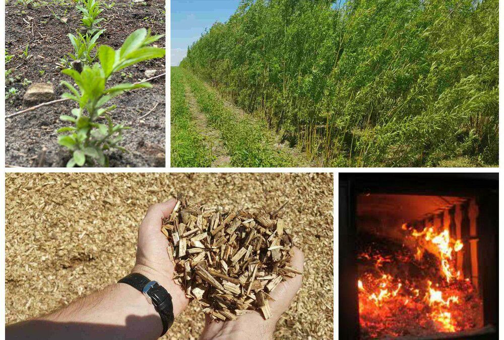 27 мая - конференция ”Способна ли биоэнергетика сделать Украину энергонезависимой?”