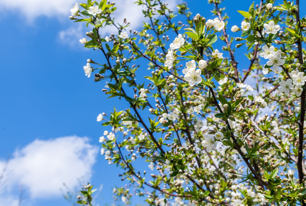 Синоптик рассказала, когда в Украине начнется настоящая весна