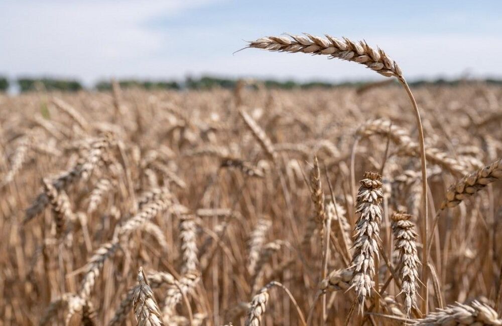 Страны Африки минимум два года будут ”голодать” из-за срыва зерновой сделки 