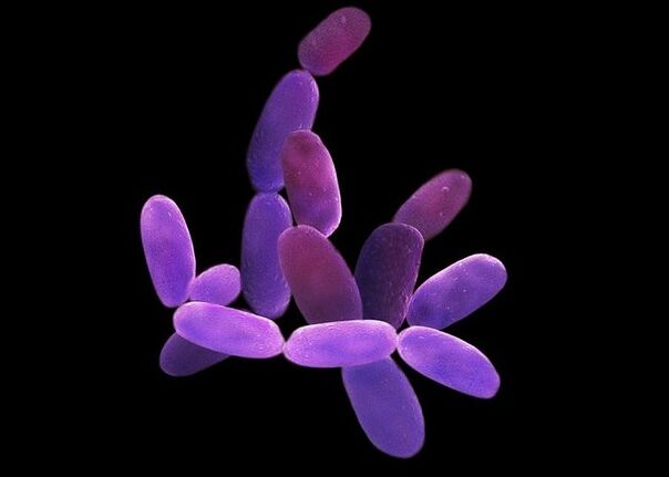 Микробы способны выделять кислород в темноте