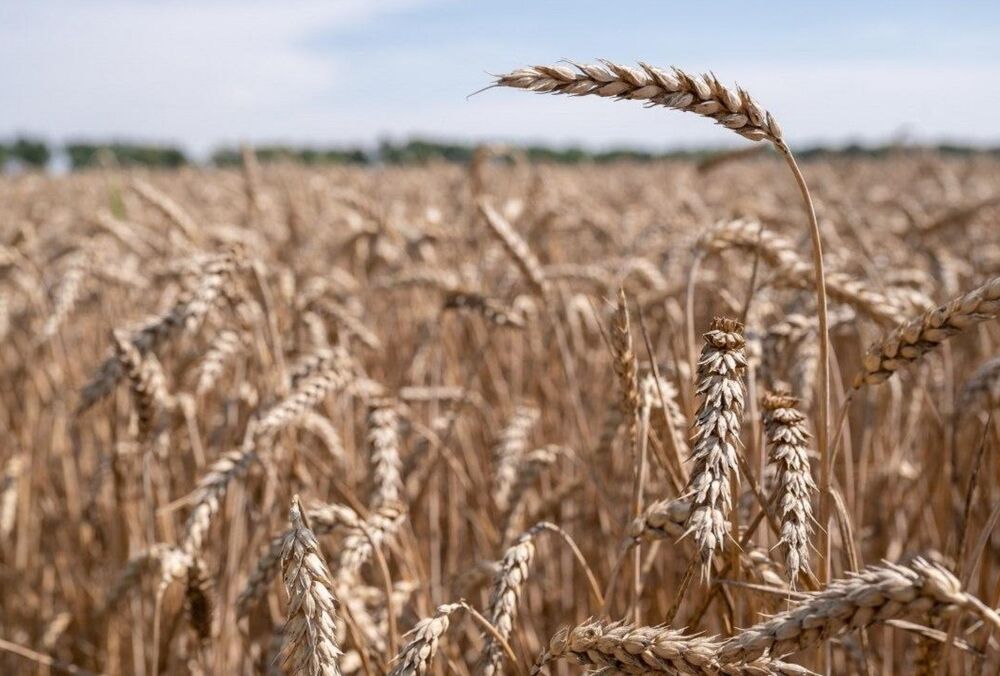  Туреччина хоче на рік продовжити термін дії ”зернової угоди”