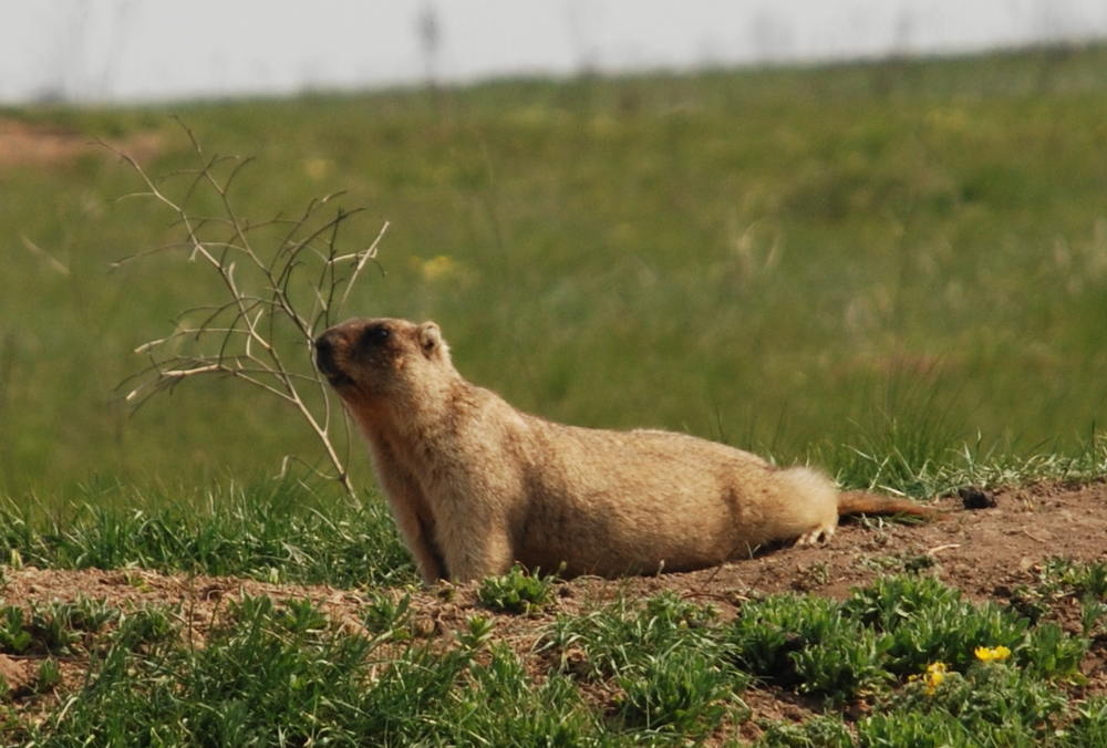 Бабак Тимко ”спрогнозував” прихід весни
