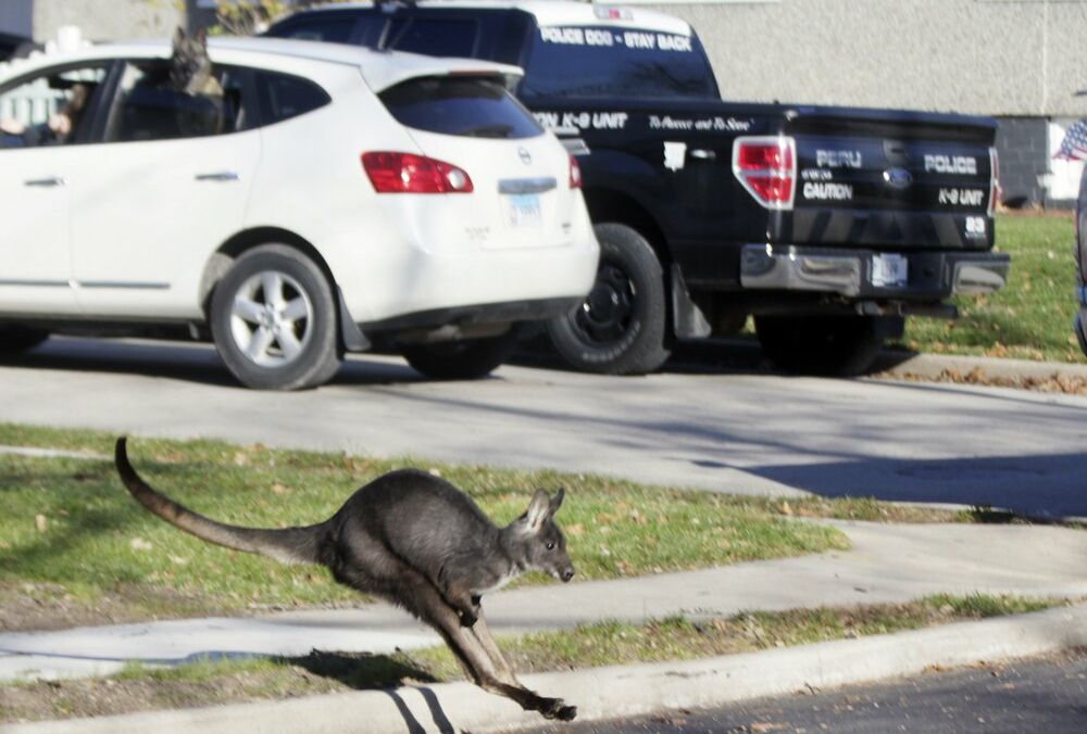 У США копи дві години ганялися за кенгуру, що втік від господаря, - ВІДЕО