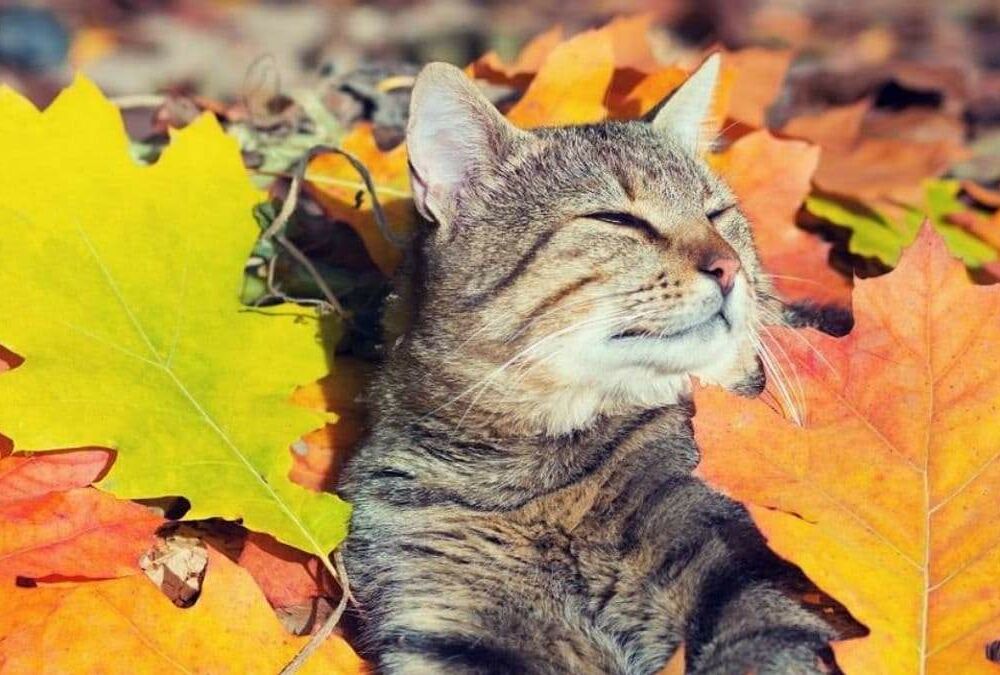 Теплый прогноз: погода в Украине 4 октября