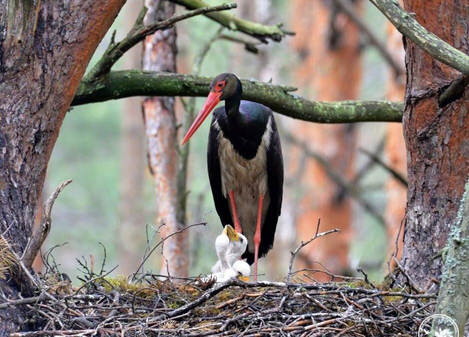 У Чорнобильському заповіднику помітили гніздо рідкісного лелеки