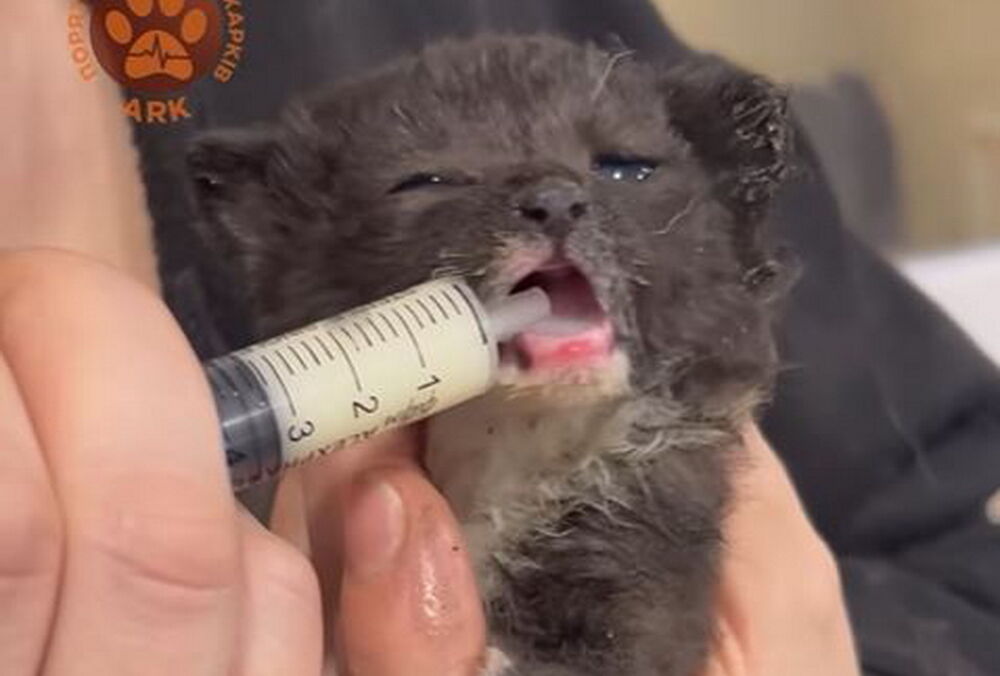 Котенка, которого вчера спасли из-под завалов в Харькове, назвали Феникс