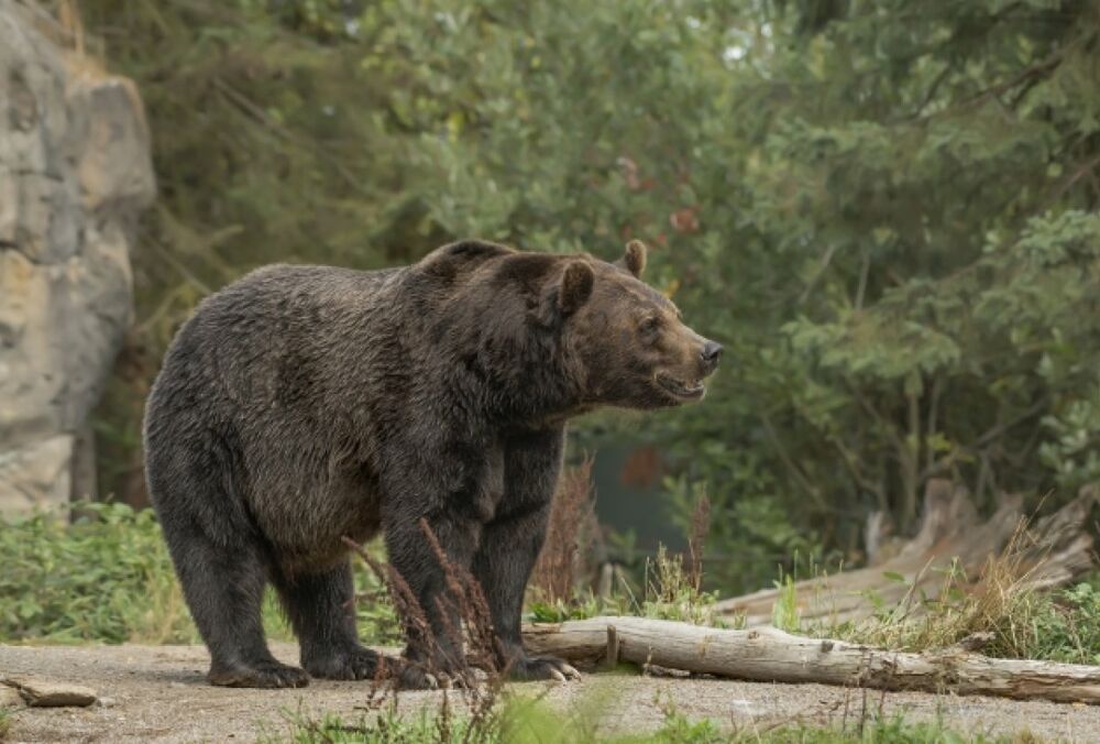 В российском Магадане ищут медведя, напавшего на людей