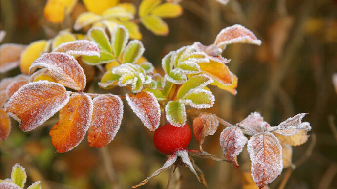 Попередження синоптиків: на Україну насуваються заморозки