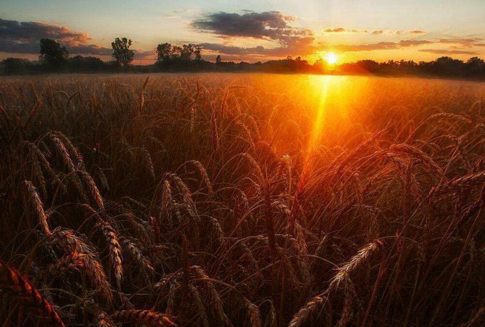 Стає тепліше: синоптики обіцяють підвищення температури