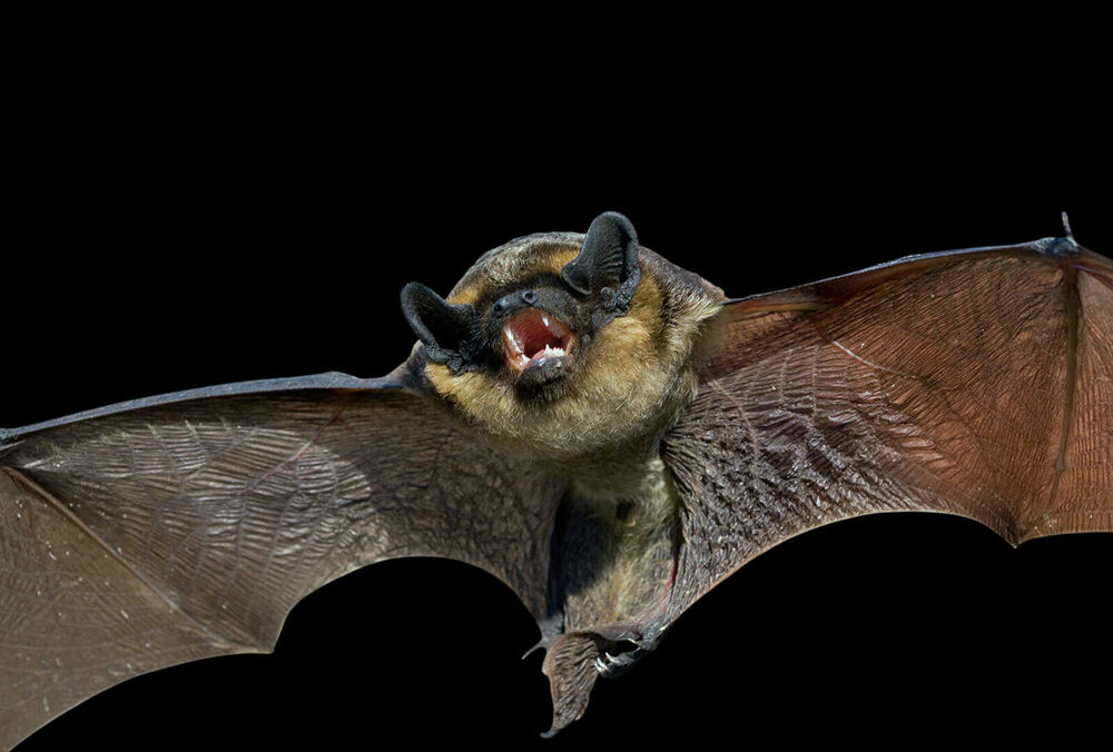 Уханьскі вчені заявили, що кажани можуть передавати людині нові коронавіруси