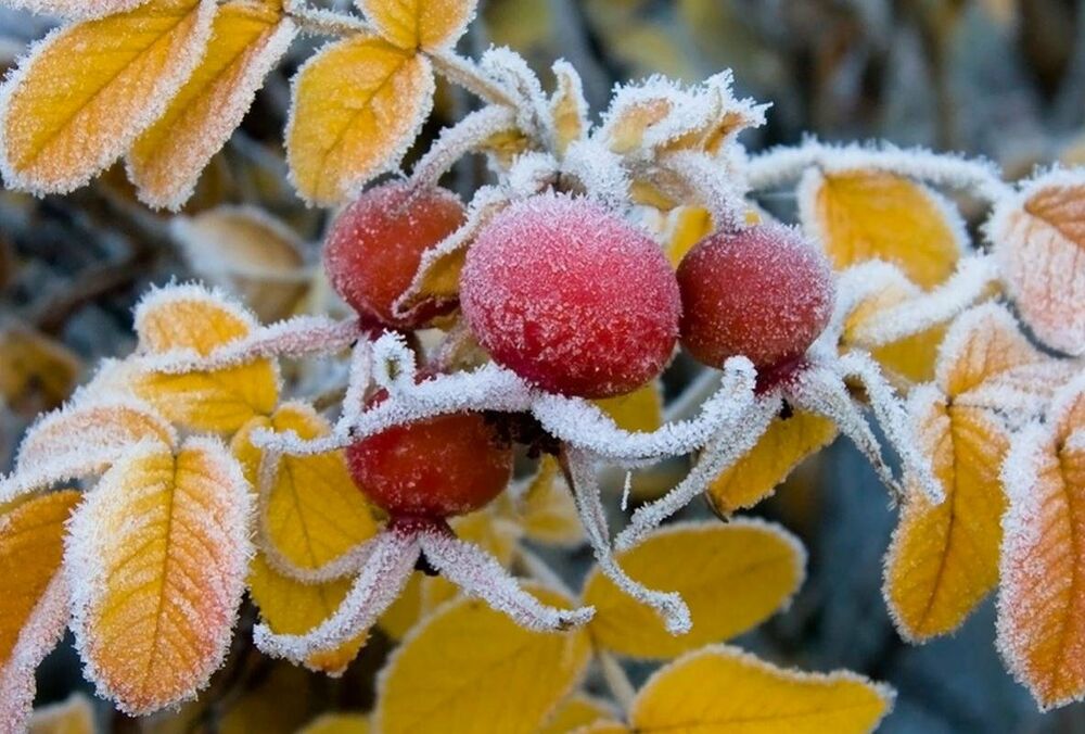 В Украину ворвутся заморозки: синоптик озвучила дату