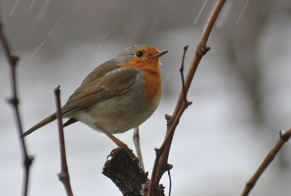 Прогноз погоди: в Україні похолодає