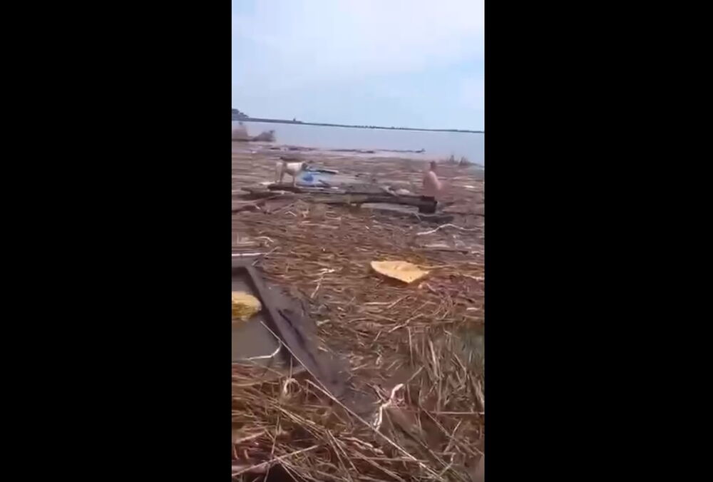 Собака из Херсонской области приплыла в Одесскую на доске, ее спасли: видео