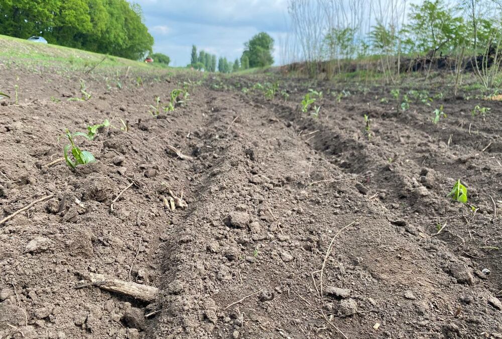 Конференція на тему ”Чи здатна біоенергетика зробити Україну енергонезалежною?”