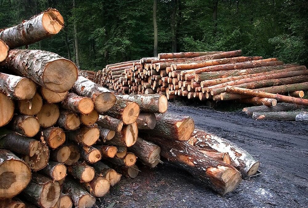 Более 3 000 000 грн убытков - 15 человек, в том числе сотрудники органов совершили хищение леса