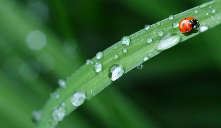 Прогноз синоптиків: в Україну повертаються грозові дощі