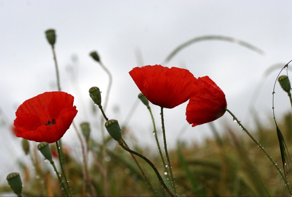 Погода в Україні: тиждень почнеться з похолодання