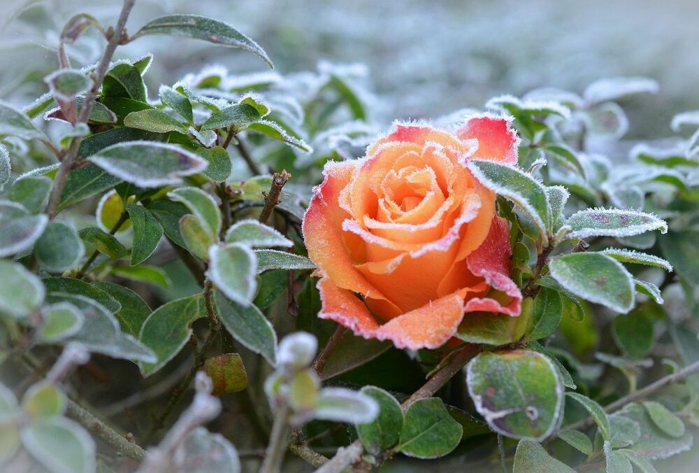 Синоптики предупредили о приближении заморозков