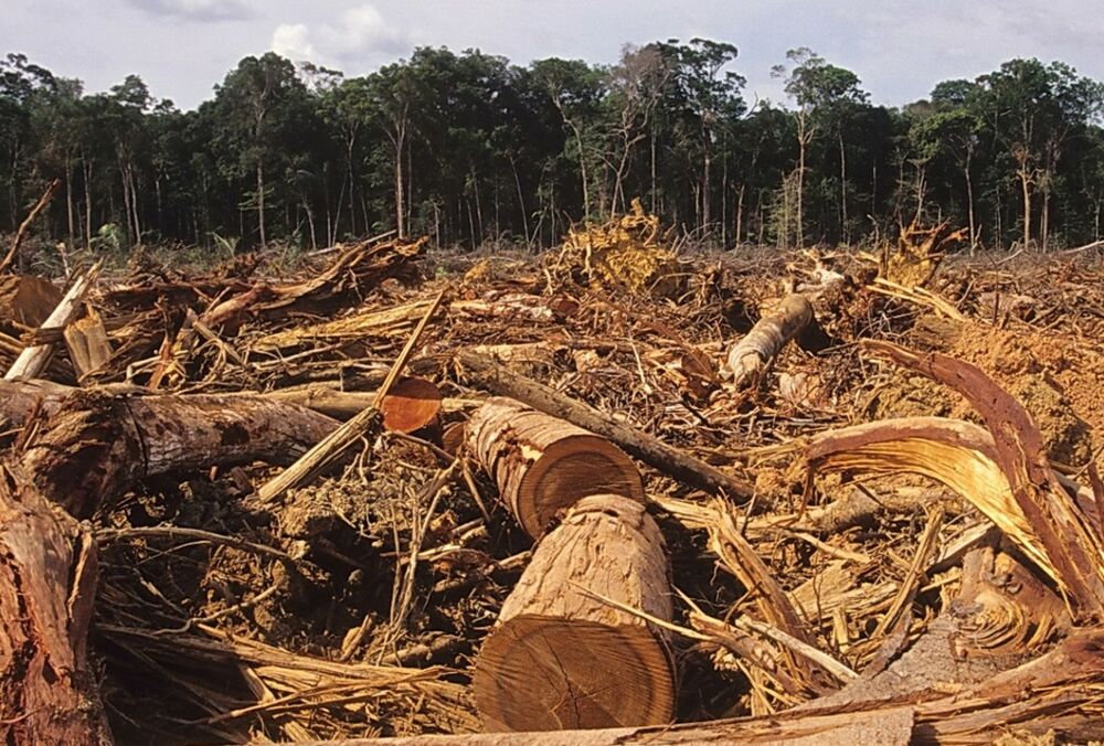 Вивіз українського лісу-кругляка в Європу: арбітраж розсудив суперечку України і ЄС