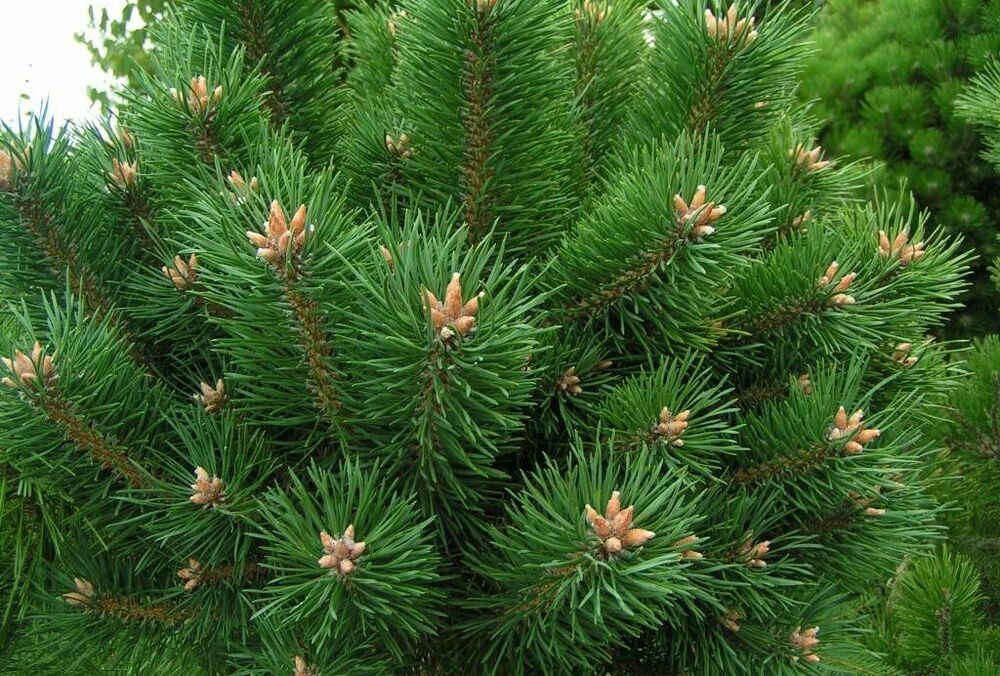 В Киеве придумали, как спасти парковые елки от вырубки перед Новым годом В Киеве придумали, как спасти парковые елки от вырубки перед Новым годом