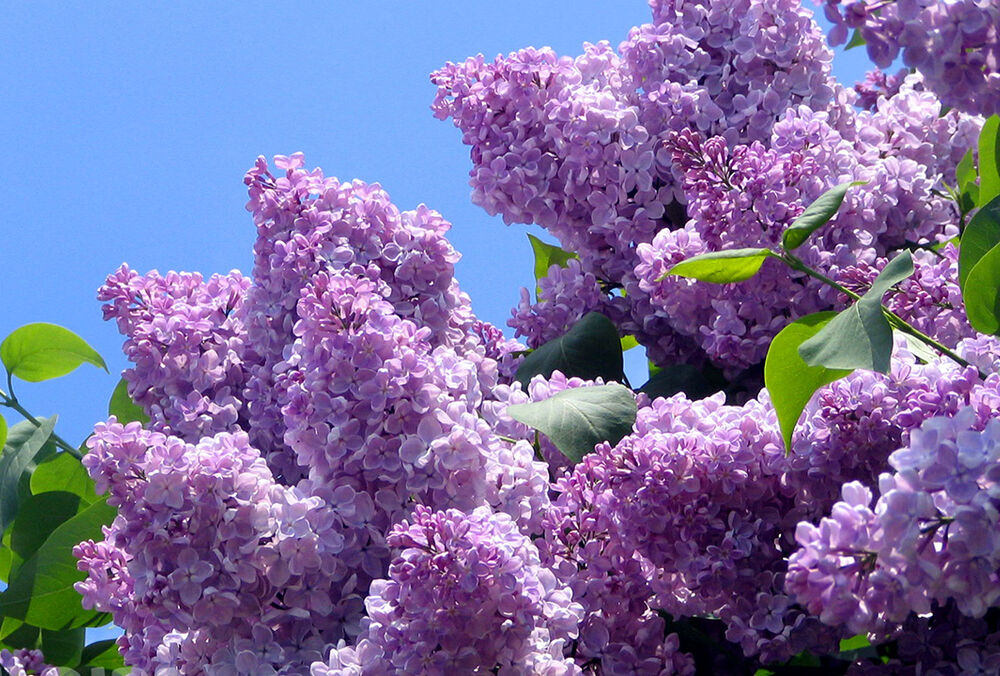 В очікуванні літа: прогноз погоди на 26 травня