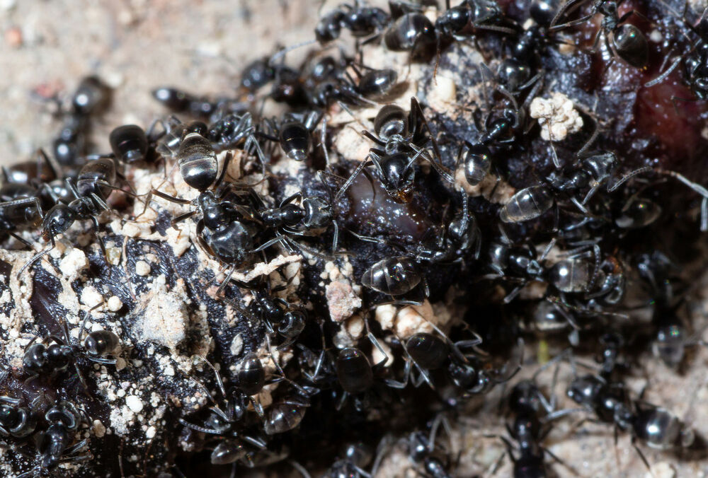 Германию терроризируют средиземноморские муравьи