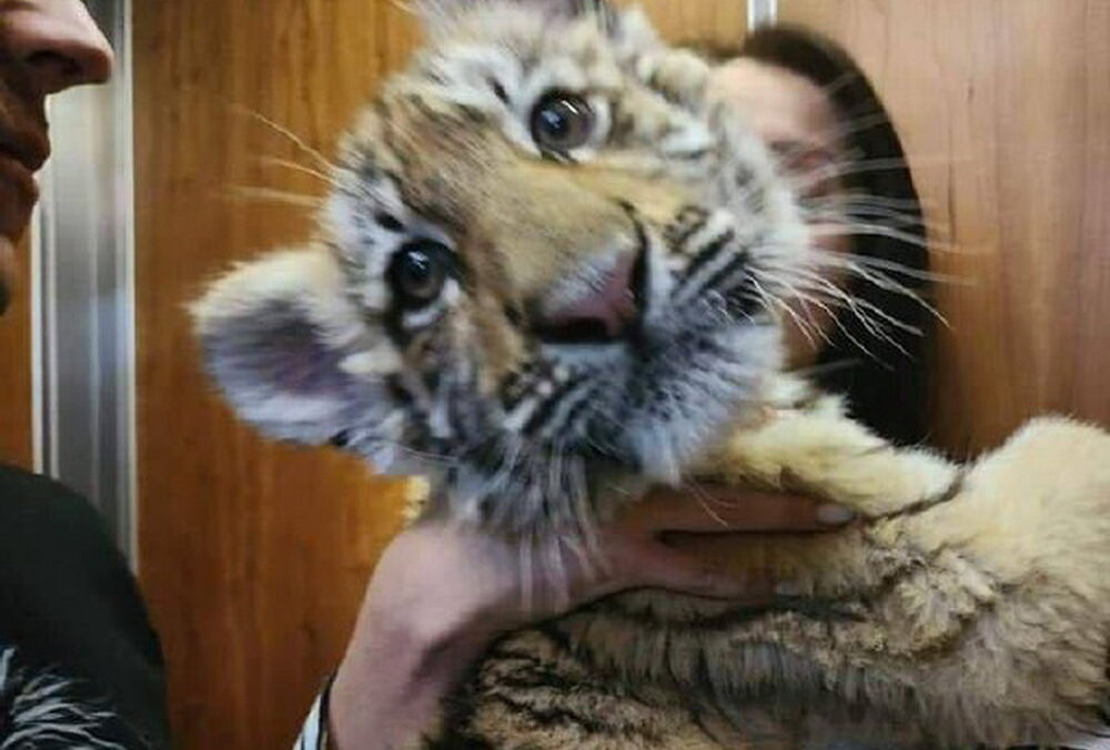 Маріупольське тигреня, якого окупанти викрали заради цирку в Москві, помер